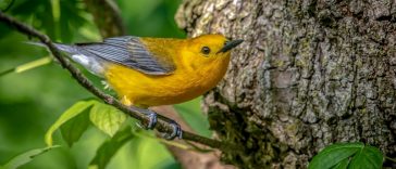 Cara Mengobati Burung Stres