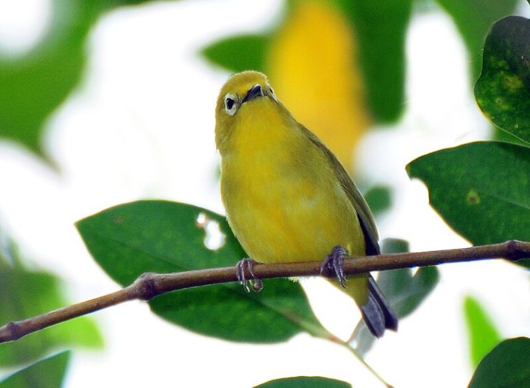 Burung Pleci Jantan